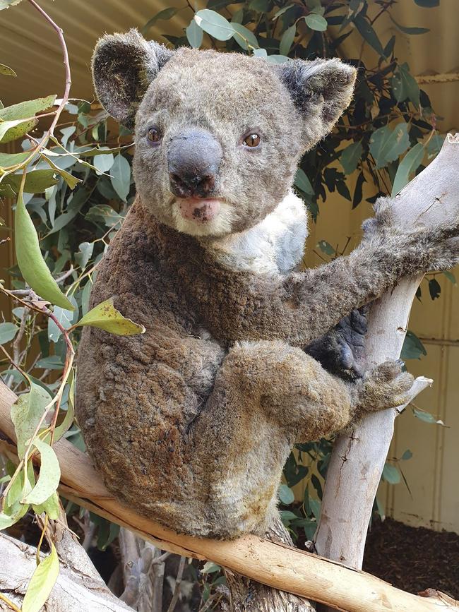 The devastating wildfires on Kangaroo Island could wipe out some of the island’s unique fauna altogether. Picture: Dana Mitchell