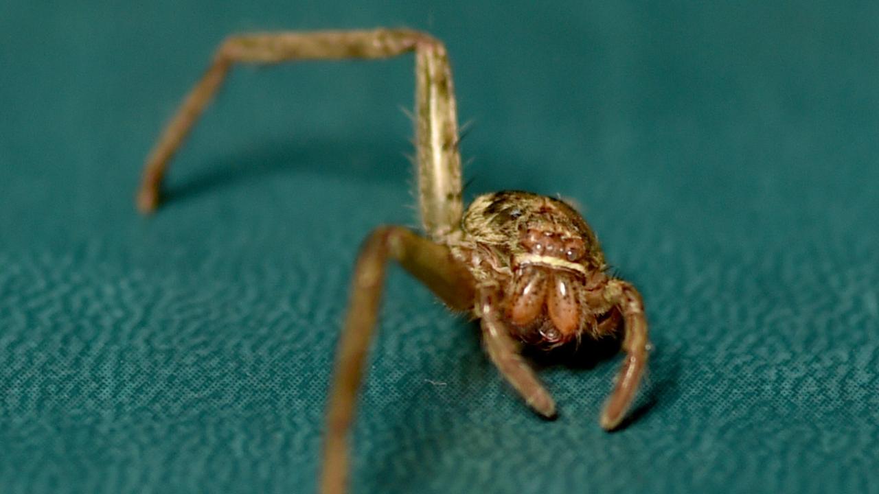 Huntsman spider with two legs nursed back to health | news.com.au