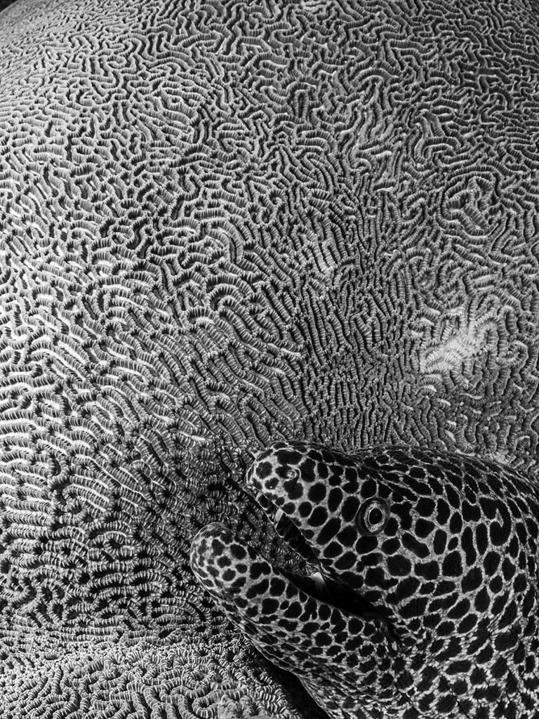 TEXTURE Tracey Jennings, United Kingdom/Malaysia HONEYCOMB MORAY EEL, GYMNOTHORAX FAVAGINEUS MAZE CORAL, LEPTORIA SP. Banda Sea