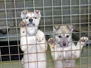 The two husky cross puppies found in a drain. Picture: Contributed