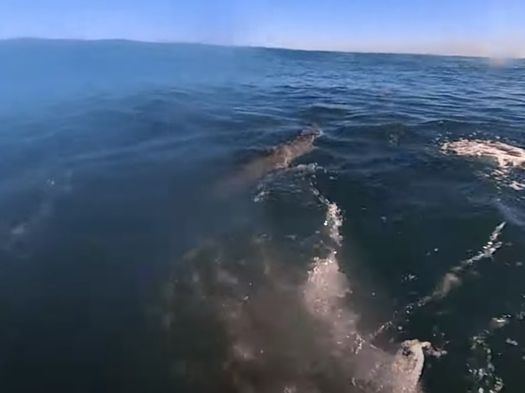 The shark appeared suddenly, as Victorian man Roger Essig waited for the next wave at Gunnamatta Beach. Picture: Roger Anthony Essig / YouTube