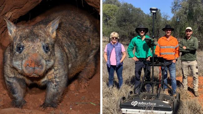 New tech last chance to save critically endangered Qld wombat