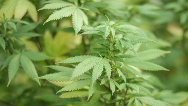 The Mundubbera man said he thought the laws around cannabis oil were ‘quite lenient’ given its medicinal uses. Picture: File