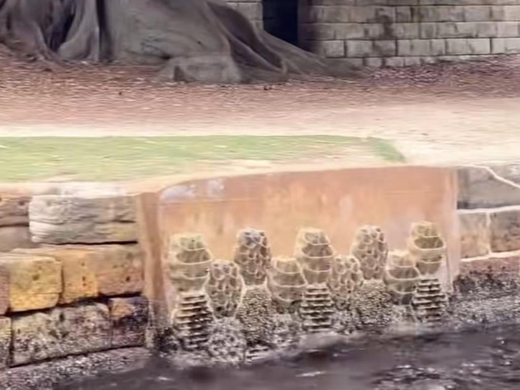 The seawalls along Sydney Harbour. Image: TikTok/UNSW