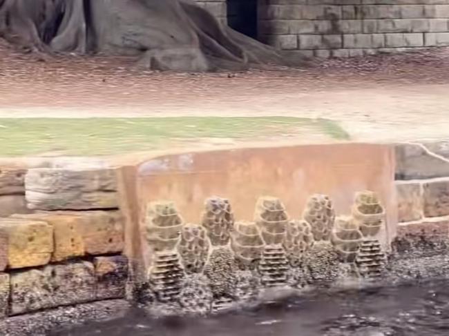 The seawalls along Sydney Harbour. Image: TikTok/UNSW