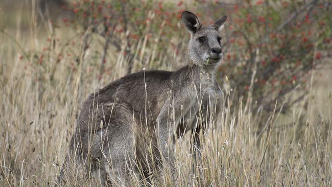 A mob of roos stranded in Mernda could be relocated to Plenty Gorge. Picture: Ellen Smith