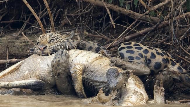 EN IMAGES. Un caïman et un jaguar s'affrontent dans un combat