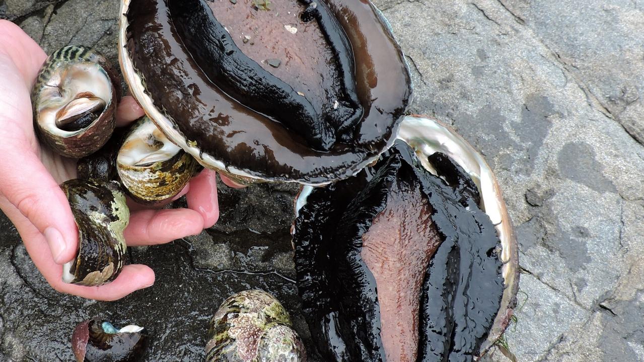 Seven men accused of illegal abalone catching in Bass Coast