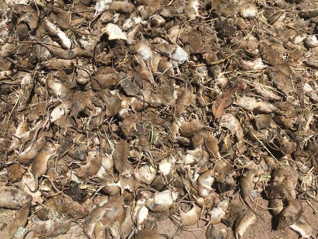 Mice are overrunning NSW farms and the Federal Government have refused to help.