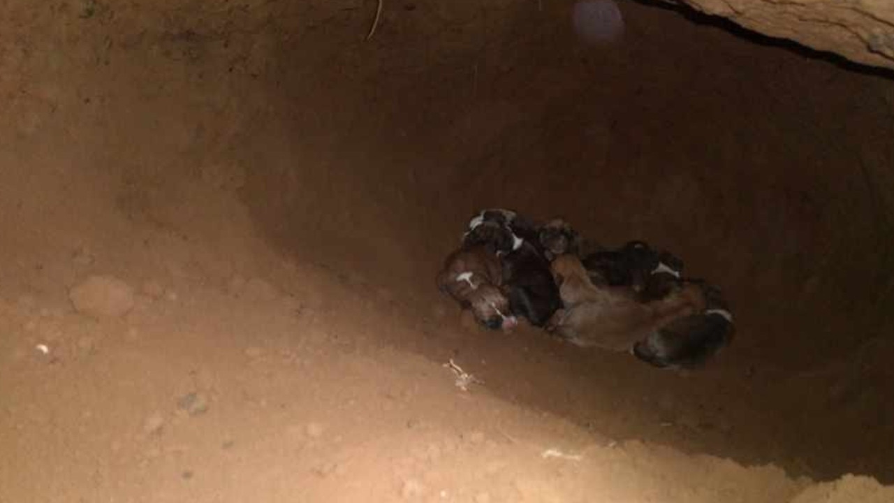 Mission Beach wildlife carers save dog, puppies stuck in trench | The ...