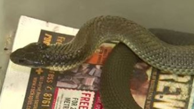 Melbourne resident finds deadly tiger snake in toilet bowl