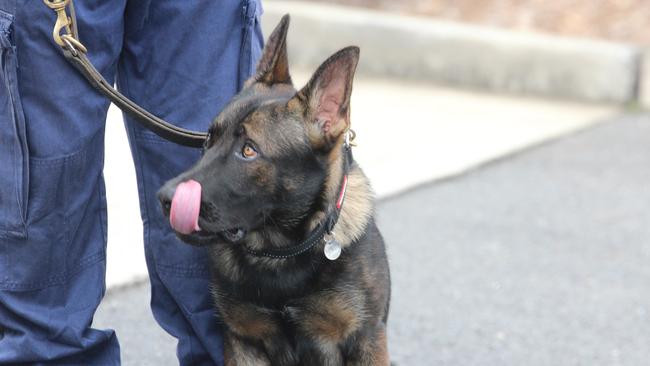 TOP DOG: Richmond Police District's police dog Yogi the Belgian Shepherd assisted in arresting two alleged offenders in Wollongbar. .