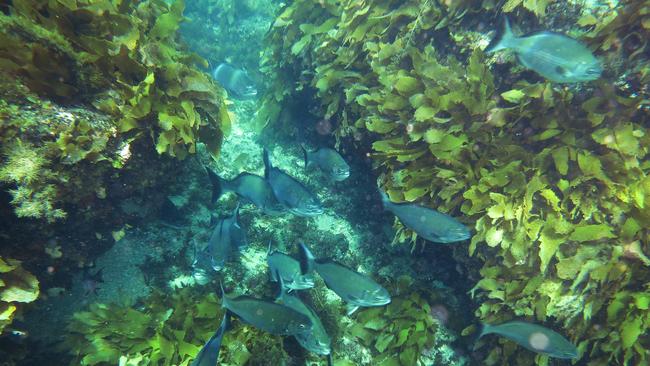 Schools of silver drummer fish on the Aldinga Reef within the sanctuary zone.