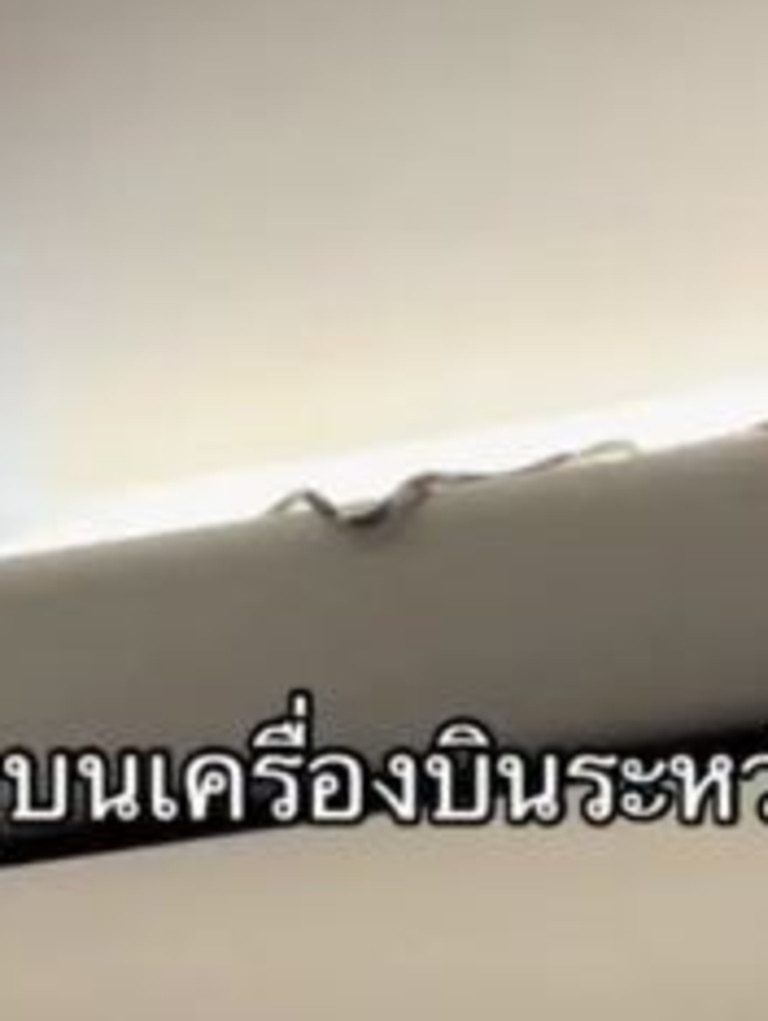 The snake was slithering atop an overhead bin. Picture: Supplied