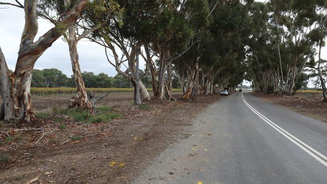 The impact stripped the bark from the tree. Picture: Dean Martin