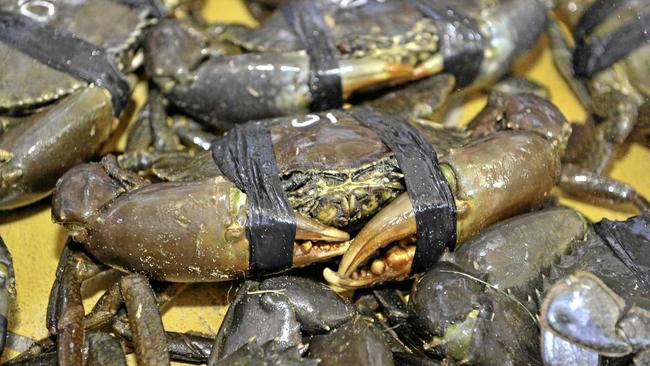 Queensland, unlike the Northern Territory and New South Wales, does not allow the take of female crabs, and has a no-take rule on undersize crabs below 15cm. Picture: Mike Richards