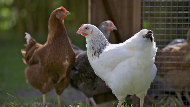 The state government has spent more than $2 million this year to help protect the state’s poultry industry. Picture: istock