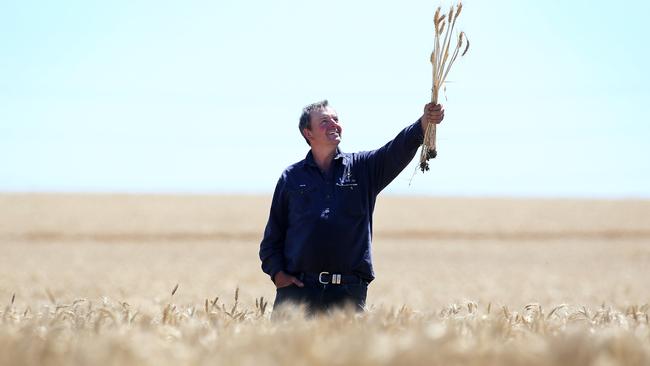 Ben Erwin in one of his wheat fields. Pictures: Yuri Kouzmin