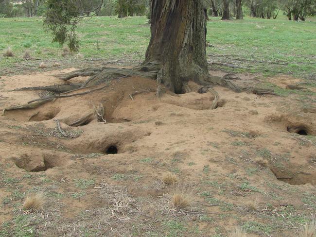 Rabbit digging can cause serious damage