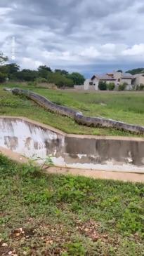 Giant Anaconda seen out in the open in Brazil.