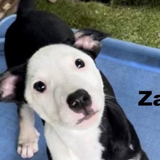 Zazu, from YAPS. Photo: supplied