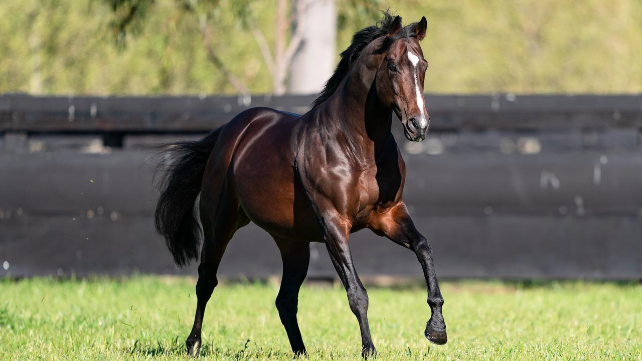 Critical Times is a son of Arrowfield stallion, Shalaa. Picture: Joan Faras