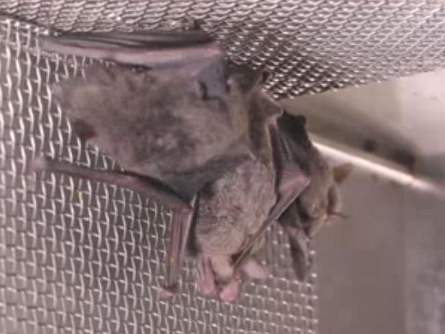 A caged bat at the Wuhan Institute of Virology