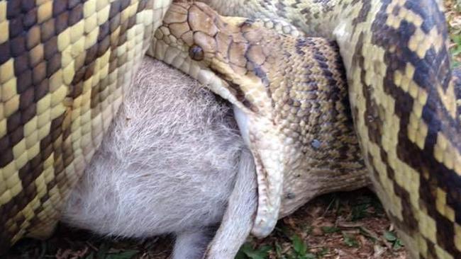 This python was snapped eating a wallaby at Kuranda.