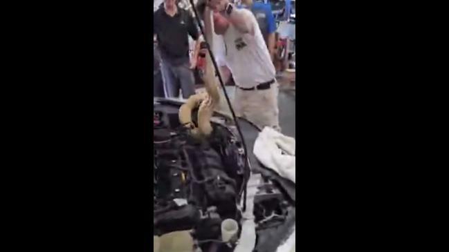 Boa constrictor removed from hood of car