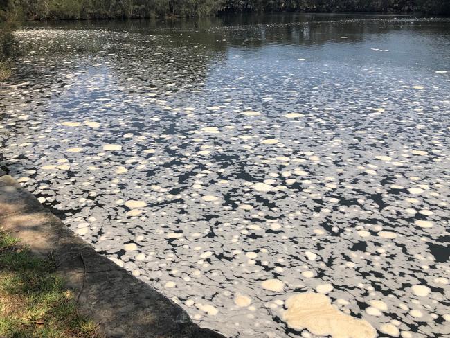 White blobs have been spotted floating in Manly Lagoon. Picture: Julie Cross