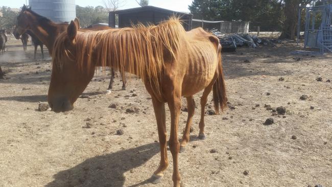 Another horse. Photo: RSCPA