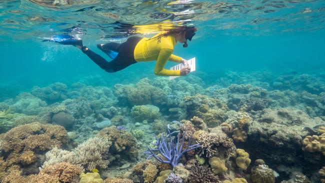 TTNQ's image of a diver checking the overall health of the reef. Photo: Supplied