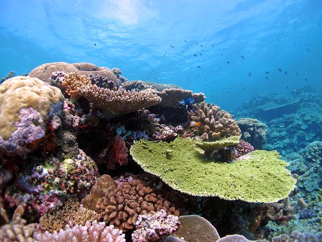 Applause ... There was a unanimous vote for Environment Minister Greg Hunt and his delegation at the UNESCO World Heritage Committee, for their draft management plan for the coral reef. Picture: Line K Bay, AIMS