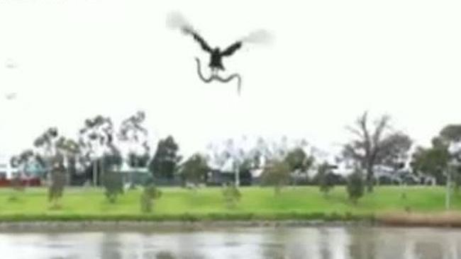 A screengrab from a viral video of a hawk dropping a snake onto a family along the Yarra River which was faked up by Hawthorn.