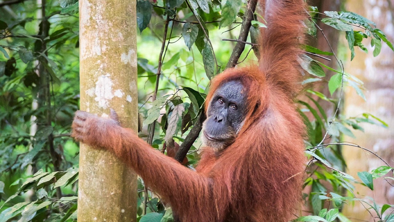 '<h3>The hot spot: Sumatra</h3>
<p>Volcanoes, deserted beaches and lush jungles with orangutans, tigers and elephants are just some of the calls of the wild in Sumatra.</p>
<p><strong>Where to stay:</strong> The <a href='https://bukitlawang.ecolodges.id/' target='_blank' rel='noopener'>Ecolodge Bukit Lawang</a> is in the gateway to orangutan country.</p>
<p><strong>Where to see orangutans:</strong> Trek through rainforest in the Gunung Leuser National Park to see them in the wild, or pay a visit to the orangutan rehabilitation centre in Bukit Lawang.</p>
<p><strong>Tip:</strong> Use cycle rickshaws known as becaks to get around. Ask your hotel staff for tips on fair prices before you get in.</p>'