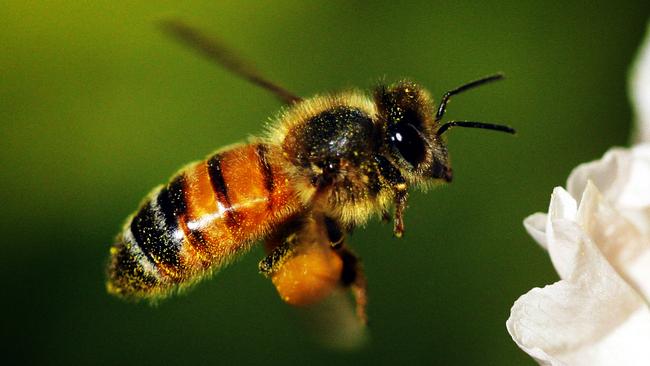 An Australian native honey bee. Picture: File