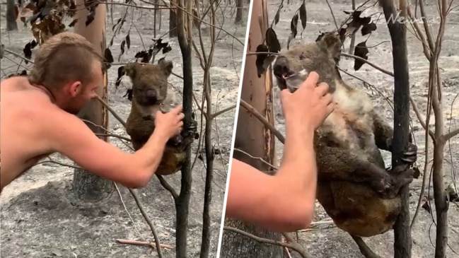 Mallacoota man rescues koalas from bushfires