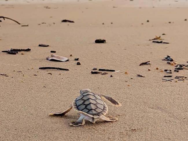 A turtle hatchling on a Mackay beach. Picture: Joely Whiting