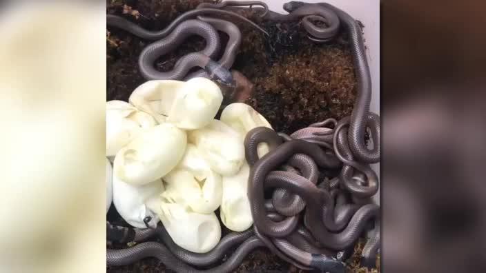 Snake catchers uncover 16 eggs from Brown Snake