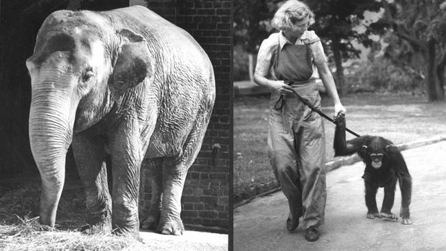 Queenie feeding at Melbourne Zoo, and a keeper with a chimp at the zoo in the 1930s. Pictures: State Library of Victoria