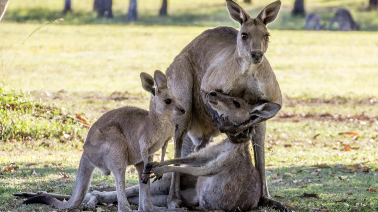 SUPPLIED PICS -EVAN SWITZER -This is the heart-wrenching moment a grieving male kangaroo cradles the head of his lifeless female companion as she reaches for her joey one last time underneath the shade of a mango tree on a bushland property River Heads near Harvey Bay ..MUST CREDIT Evan Switzer