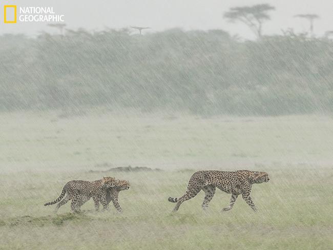 Wet! Wet! Wet! ... These Cheetah cubs didn't seem to be enjoying the afternoon downpour. They ran close together as they tried to keep up with mum. I'd like to say that I kept dry taking this image but in order to capture the moment I had to lean out of the window, allowing the stair-rods of water into the vehicle and got drenched by doing so. Worth it though. Picture: Gillian Lloyd/2016 National Geographic Nature Photographer of the Year