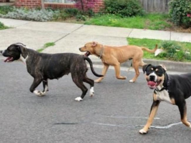 A photo uploaded to a Sunbury Community Facebook group of three dogs on the loose Thursday afternoon