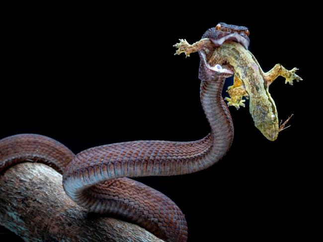 Feeding time. Picture: Chin Leong Teo