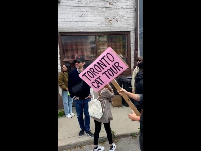 Over a hundred people join viral neighbourhood cat tour