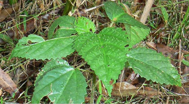 AGONISING PAIN: A small Gympie-Gympie stinger – the plant is the focus of an article in National Geographic. Picture: Contributed