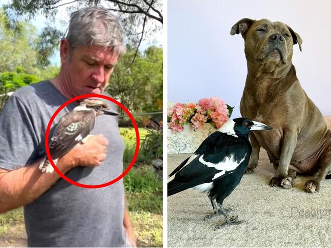 The Queensland family behind a viral interspecies friendship between their two staffies and a Magpie have revealed they’ve been caring for yet another endemic bird.