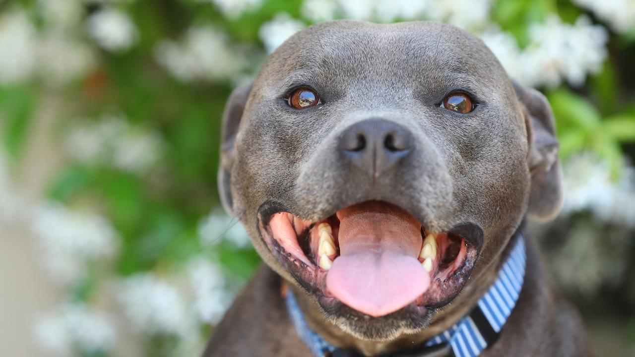 Louie the staffy survived a snakebite. Picture: Alison Wynd