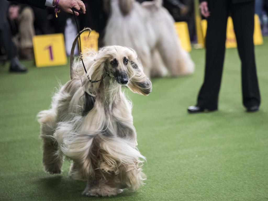 An Afghan Hound competes at the 142nd Westminster Kennel Club Dog Show at The Piers on February 12, 2018 in New York City. The show is scheduled to see 2,882 dogs from all 50 states take part in this year’s competition. Picture: Getty Images