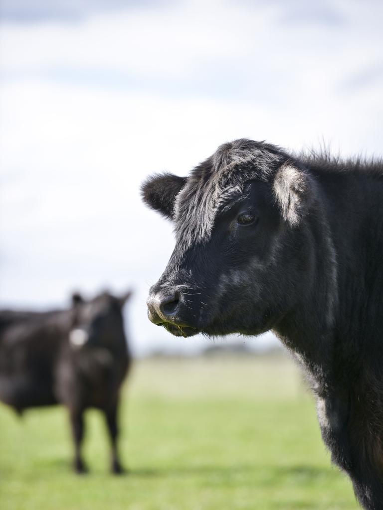 Claire uses a rotational grazing system to manage a herd of about 130 Black Angus steers of different weights and ages, as well as crossbred sheep. Picture: Dannika Bonser